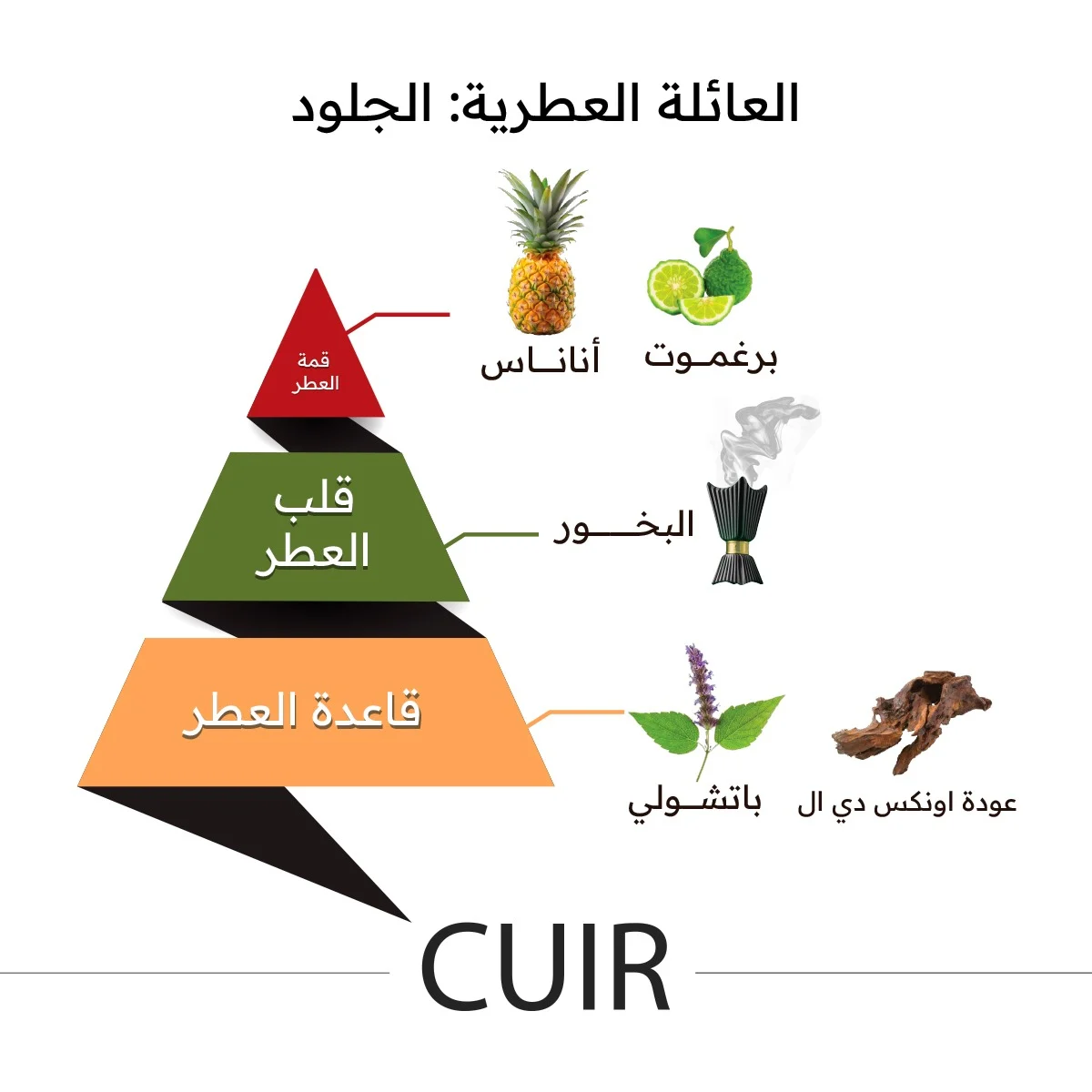 Cuir - Image 4